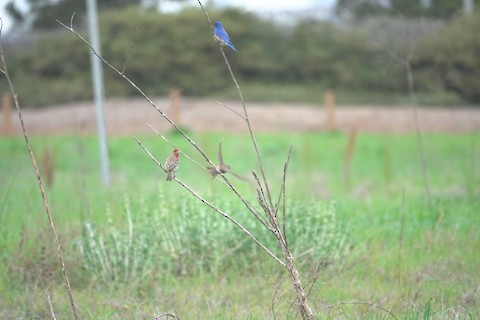 House Finch - Brian Bleecker