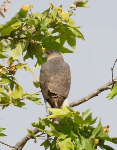 Cooper's Hawk - TG Fannon
