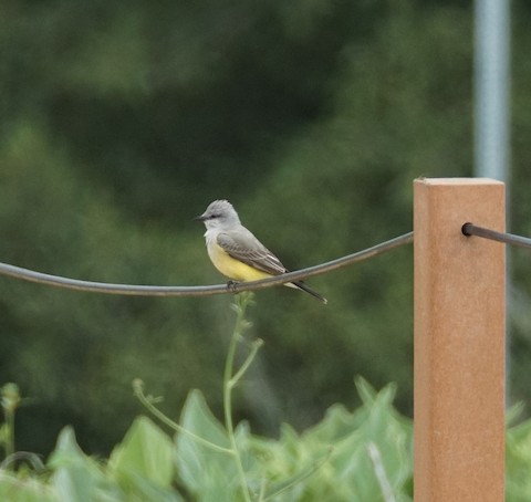 Western Kingbird - TG Fannon