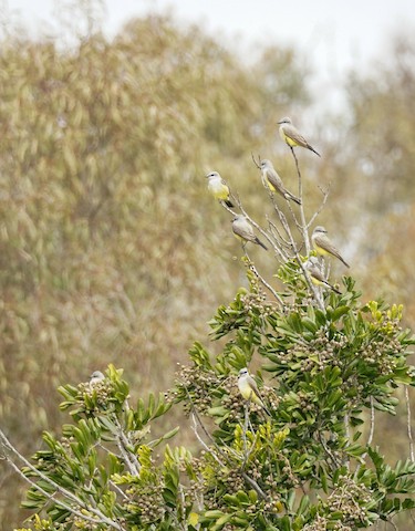 Western Kingbird - TG Fannon