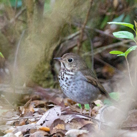 Hermit Thrush - TG Fannon