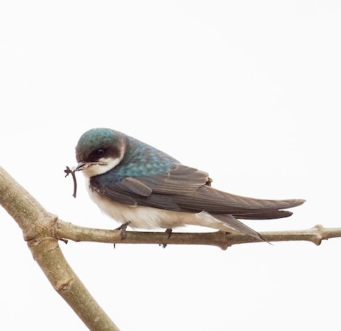 Tree Swallow - TG Fannon
