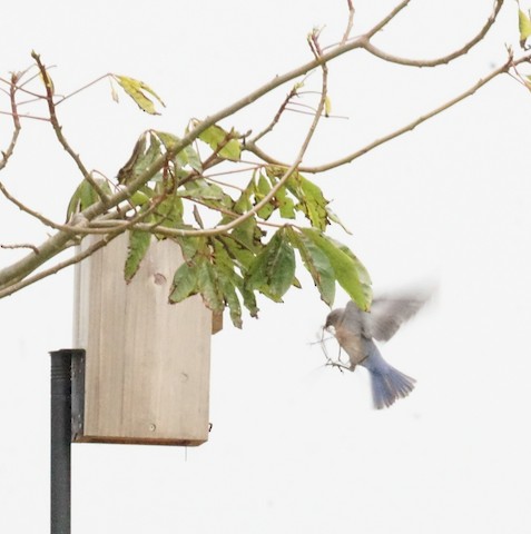 Western Bluebird - TG Fannon