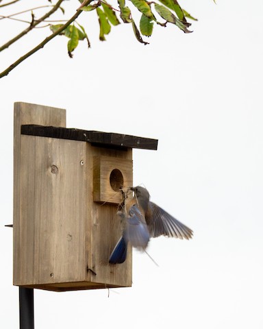 Western Bluebird - TG Fannon