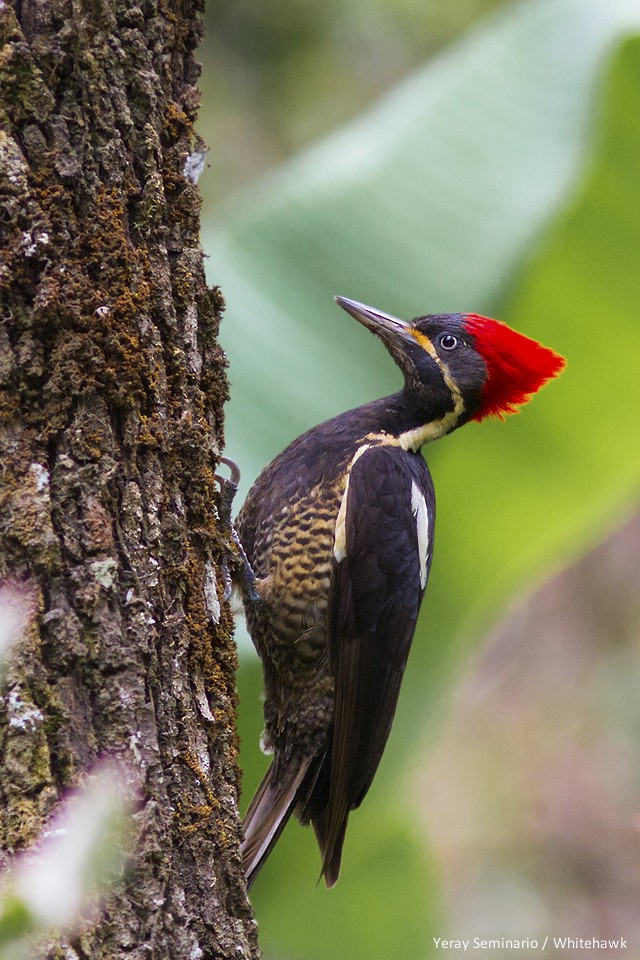 Lineated Woodpecker - Yeray Seminario