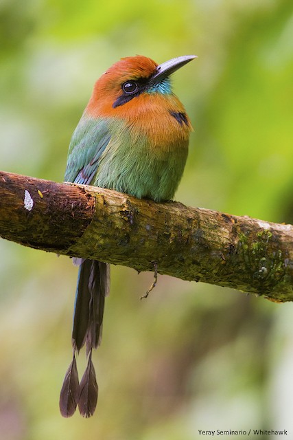 Broad-billed Motmot - eBird