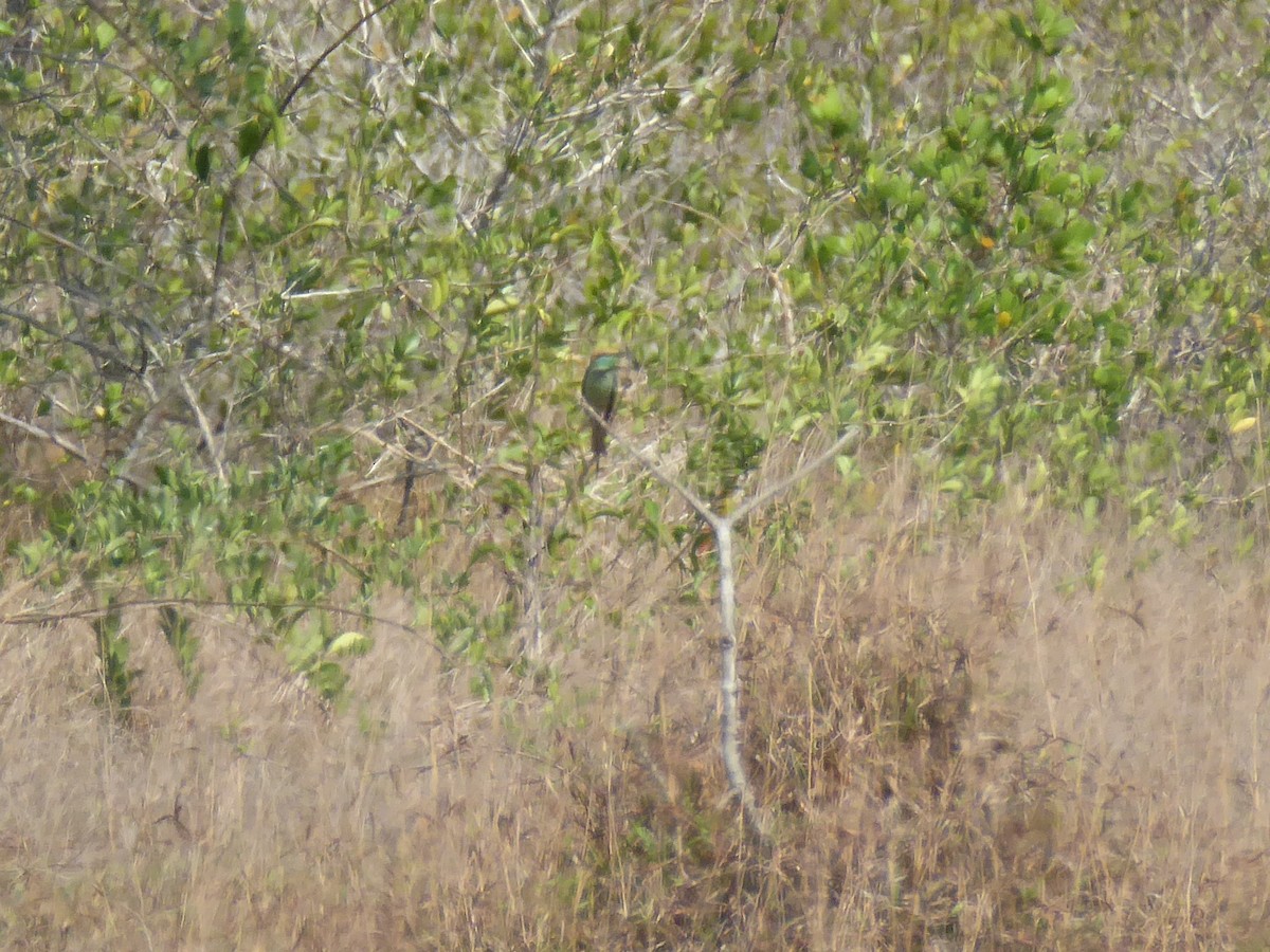 Asian Green Bee-eater - ML63283421