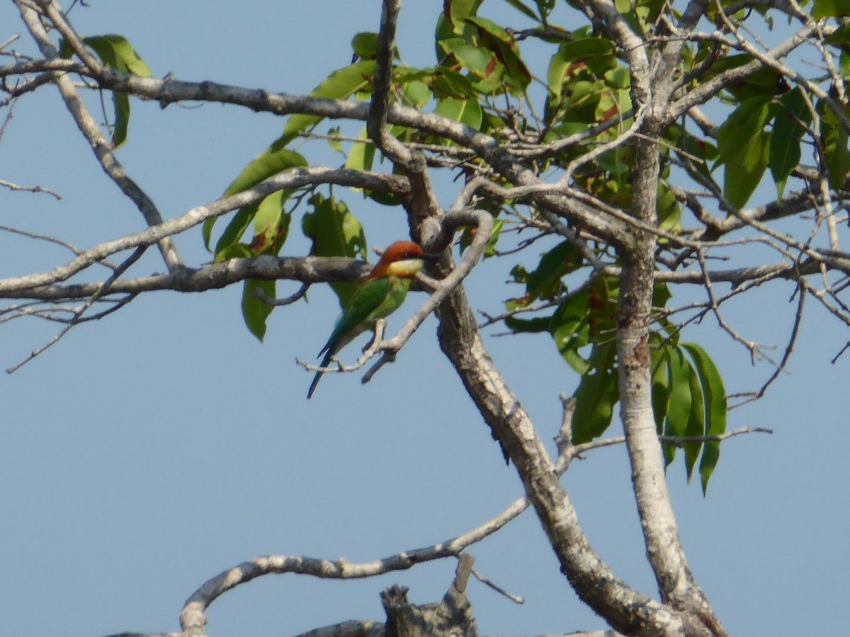 Chestnut-headed Bee-eater - ML63283461