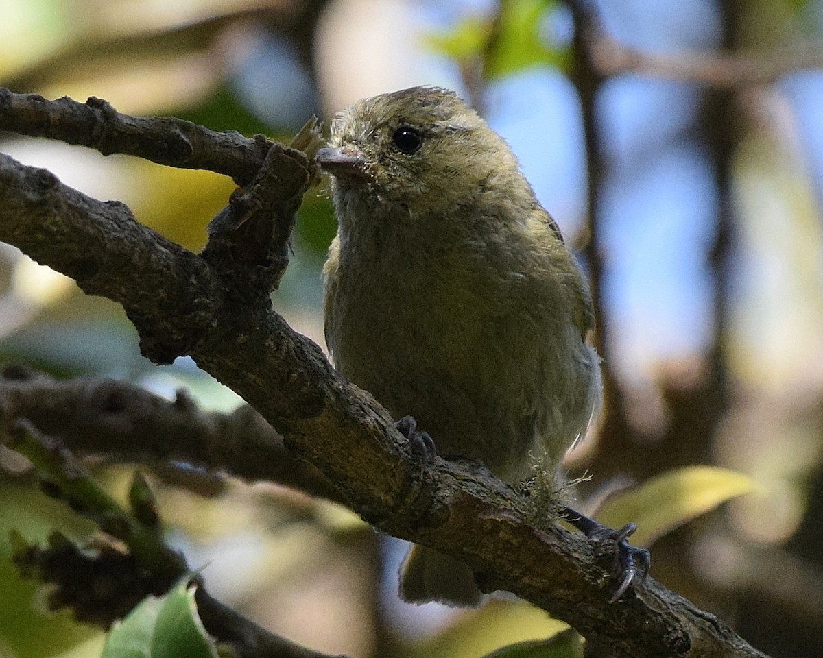 Yellow-browed Tit - ML63283771
