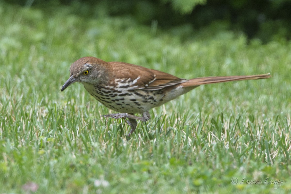 Brown Thrasher - Lucien Lemay