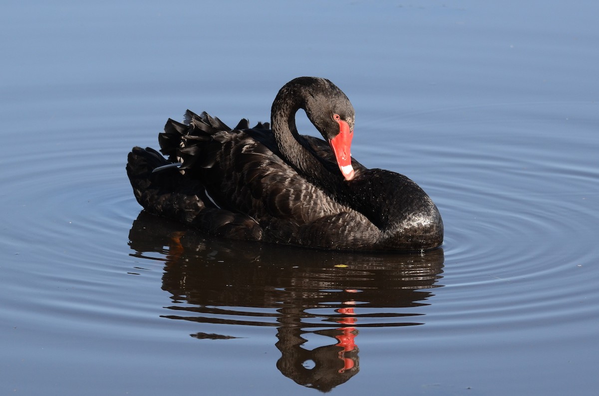 Black Swan - ML63284501
