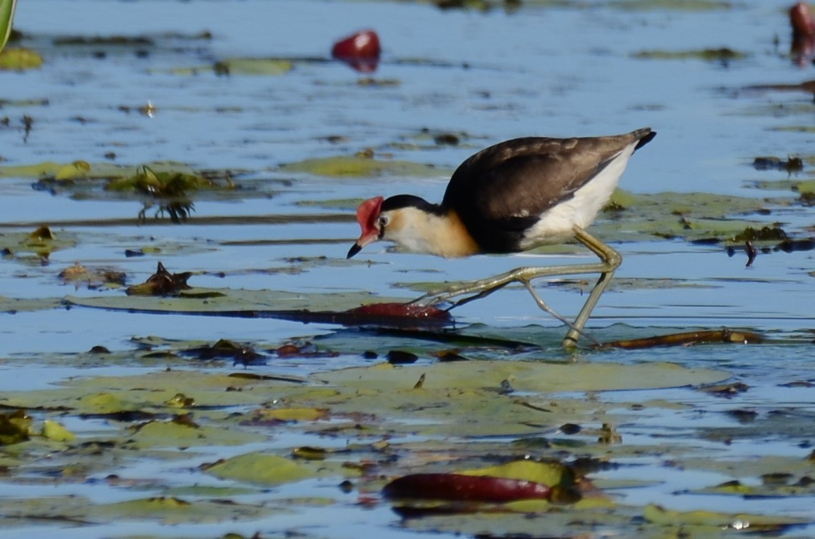 Comb-crested Jacana - Stephen Haase