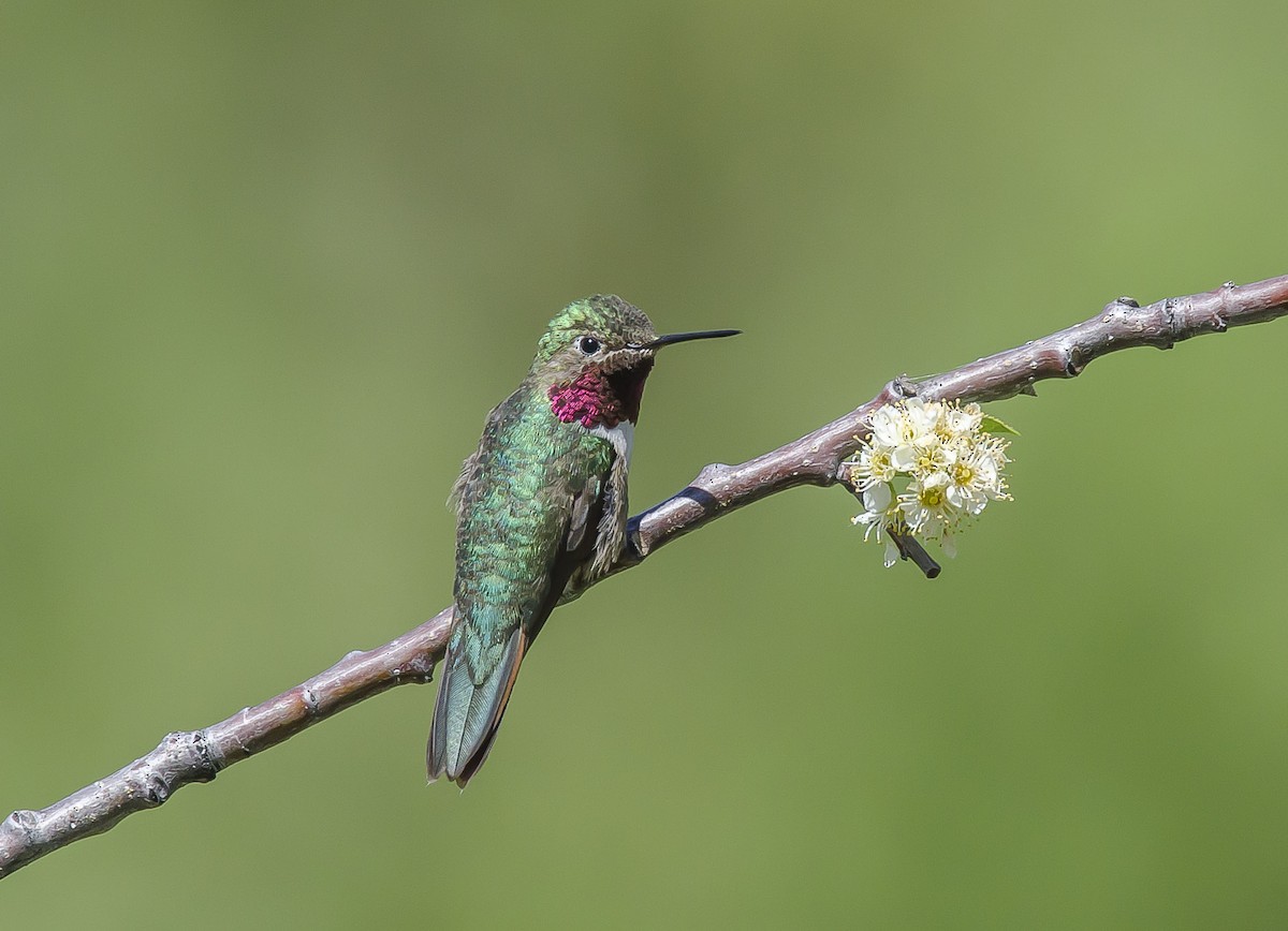 Broad-tailed Hummingbird - Ronnie d'Entremont
