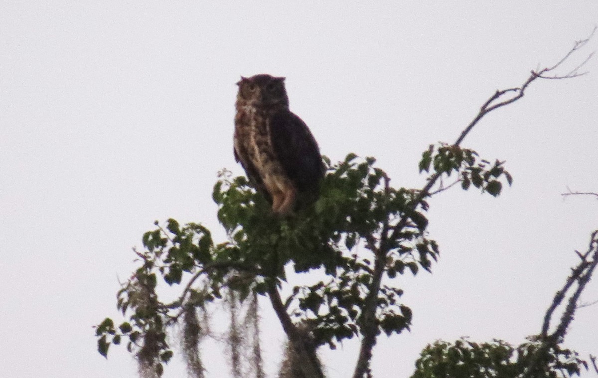 Great Horned Owl - ML63291331