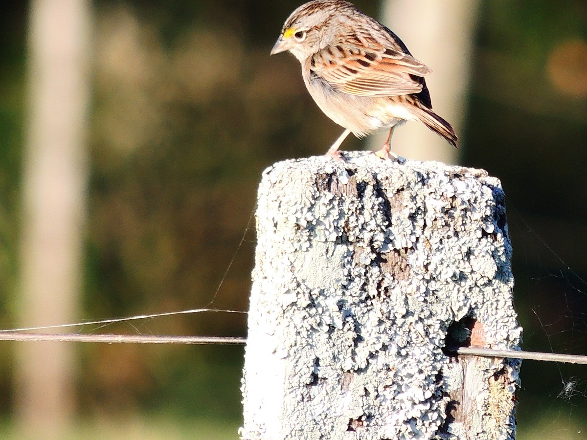 Grassland Sparrow - ML63292321