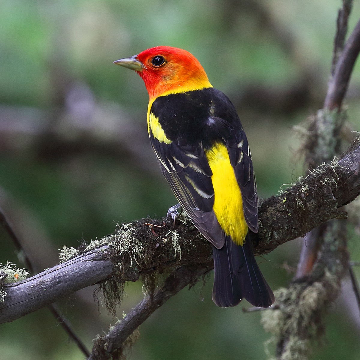 Western Tanager - ML63292351