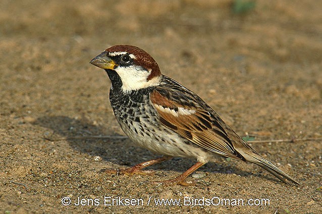 Spanish Sparrow - Jens Eriksen