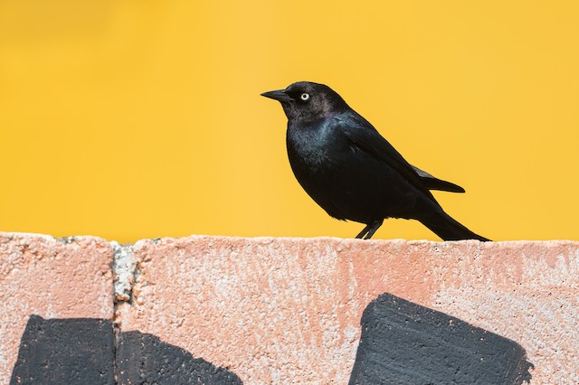 Brewer's Blackbird