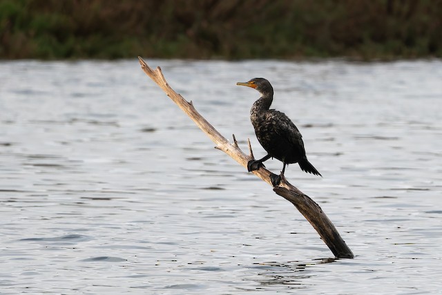 Double-crested Cormorant