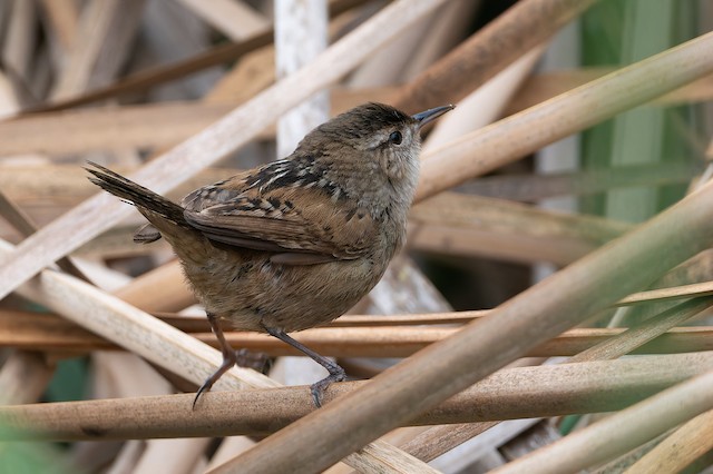 Marsh Wren