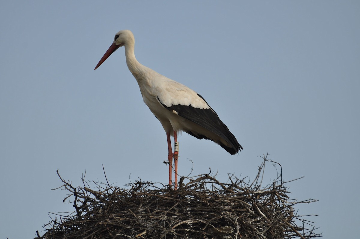 White Stork - Jorge  Safara