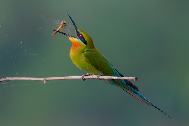 Blue-tailed Bee-eater ML632951010