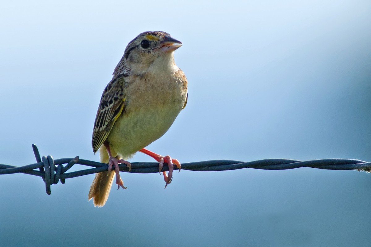Grasshopper Sparrow - ML63295141