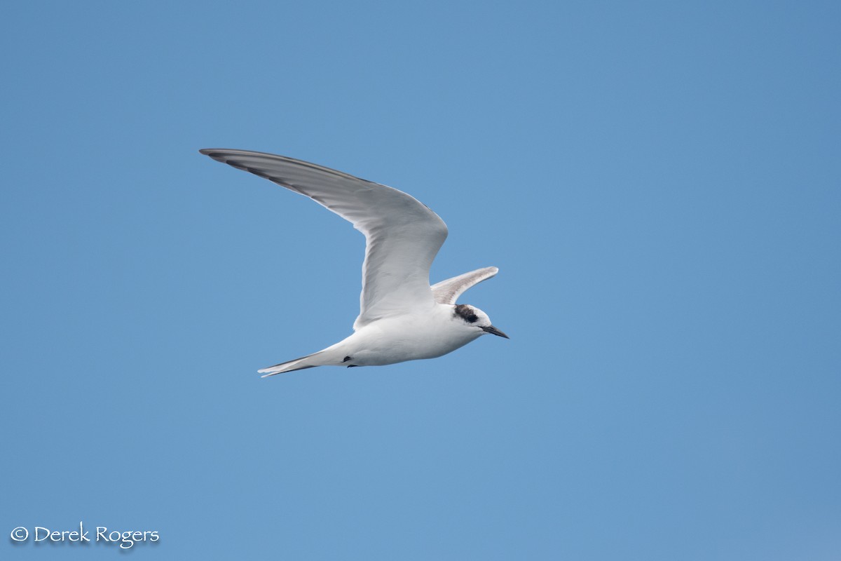 Arctic Tern - ML63297131