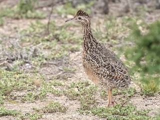  - Curve-billed Tinamou