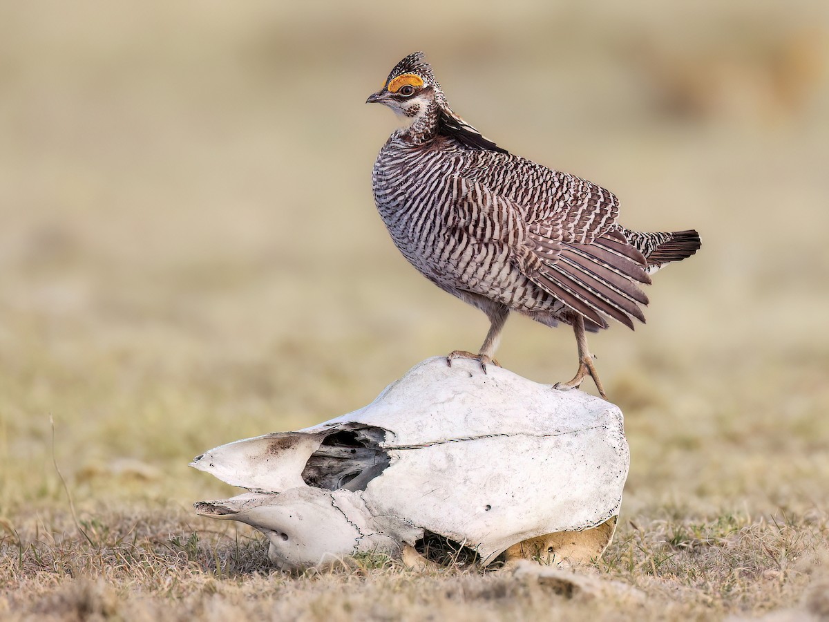 Bees and bison on the American prairie, image size:1200x900