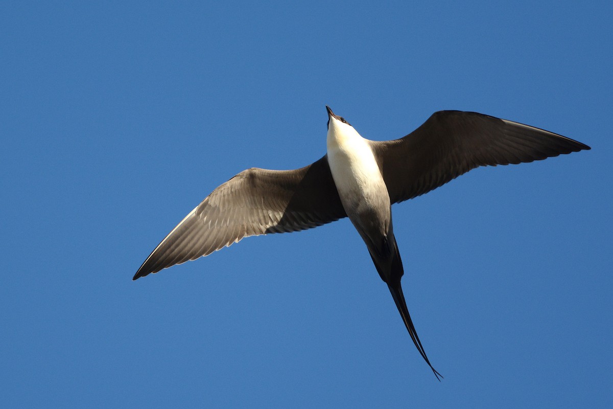 Long-tailed Jaeger - ML63299581