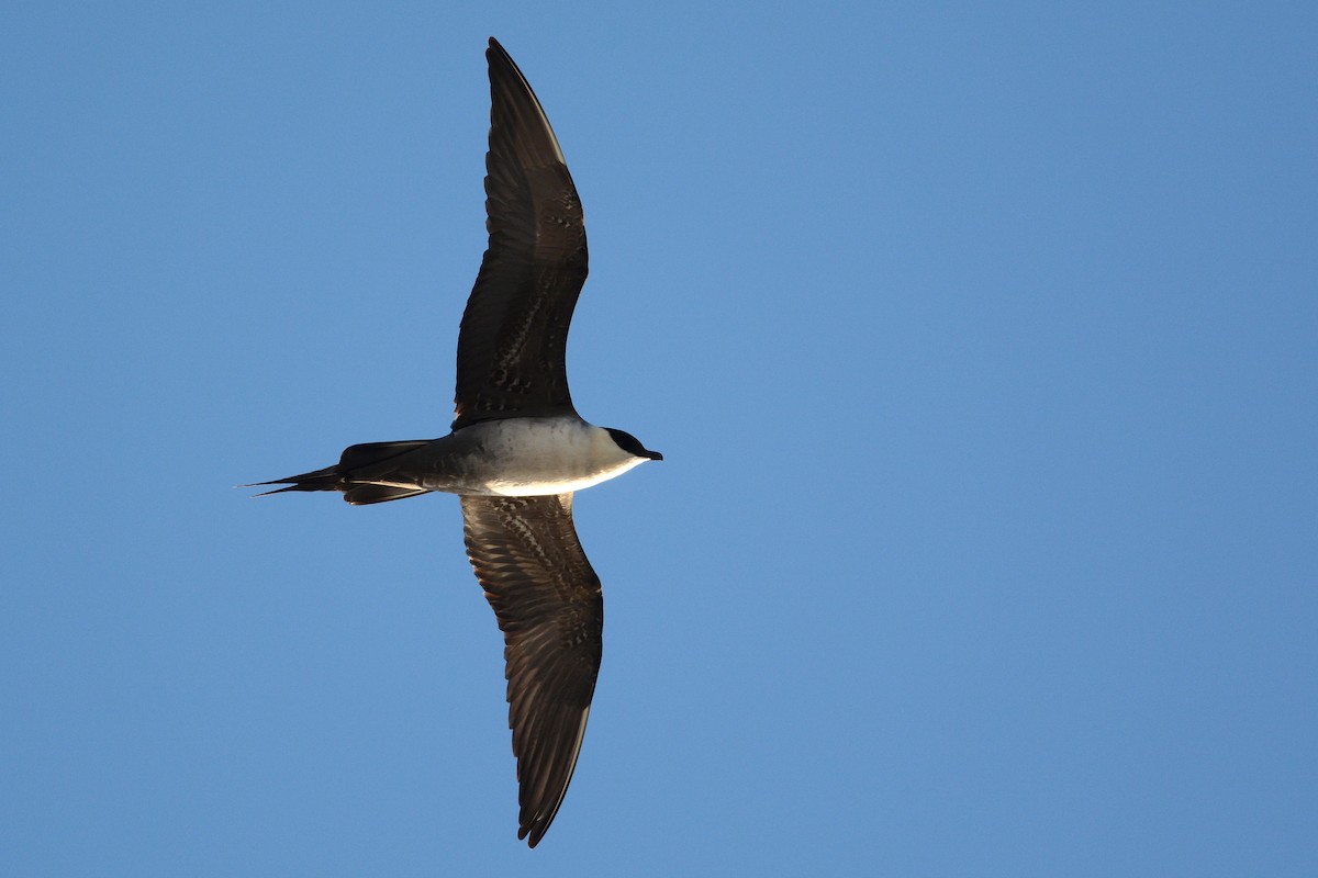 Long-tailed Jaeger - ML63299741