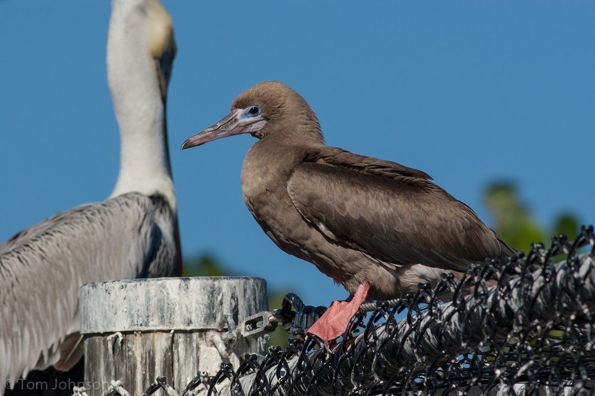Red-footed Booby - Tom Johnson