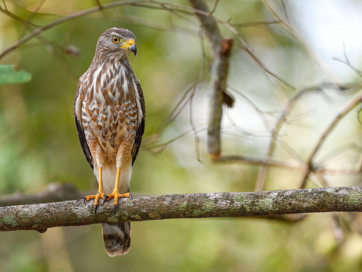 Roadside Hawk - Rupornis magnirostris - Birds of the World, image size:1200x900