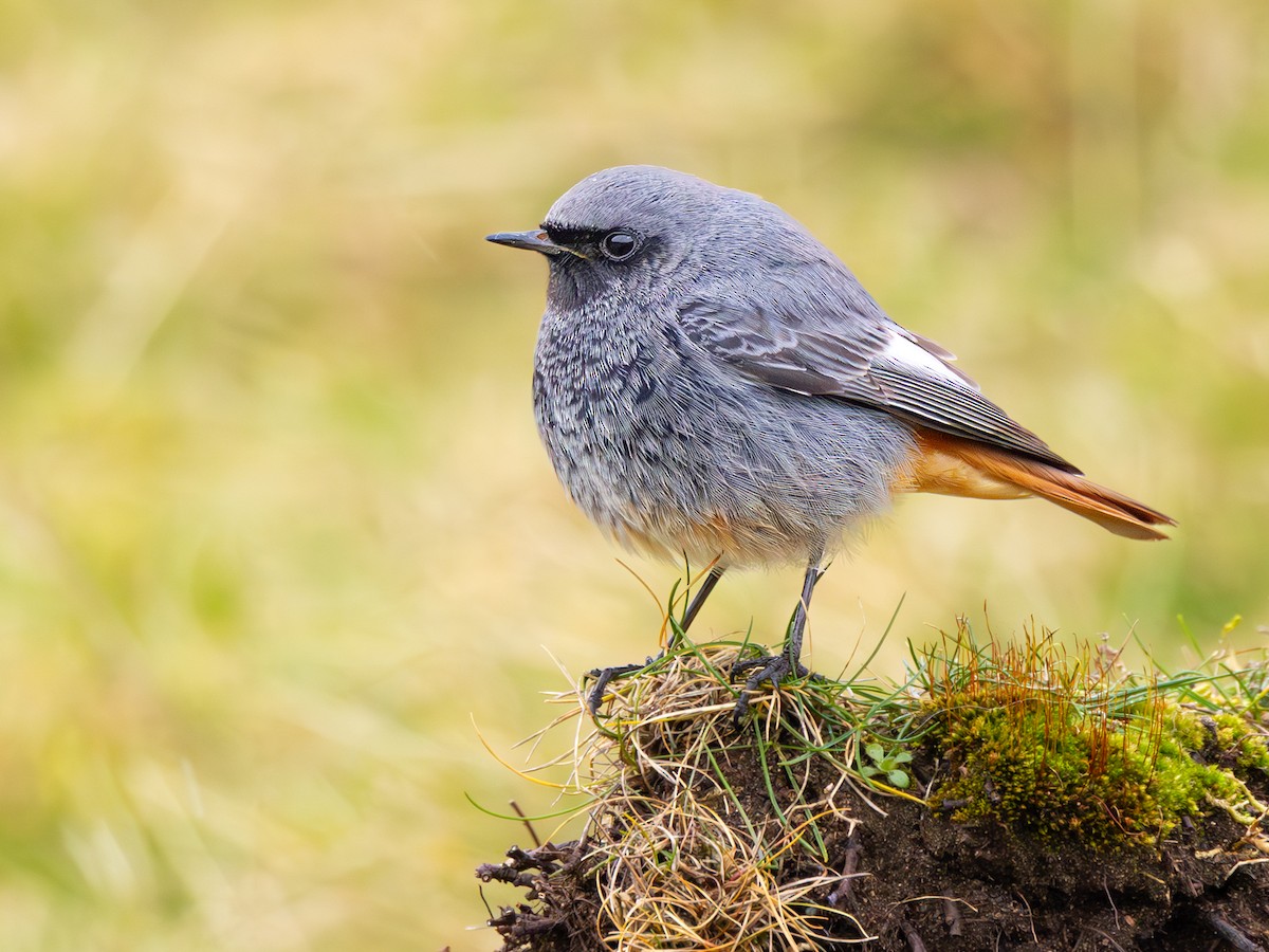 Black Redstart - Phoenicurus ochruros - Birds of the World
