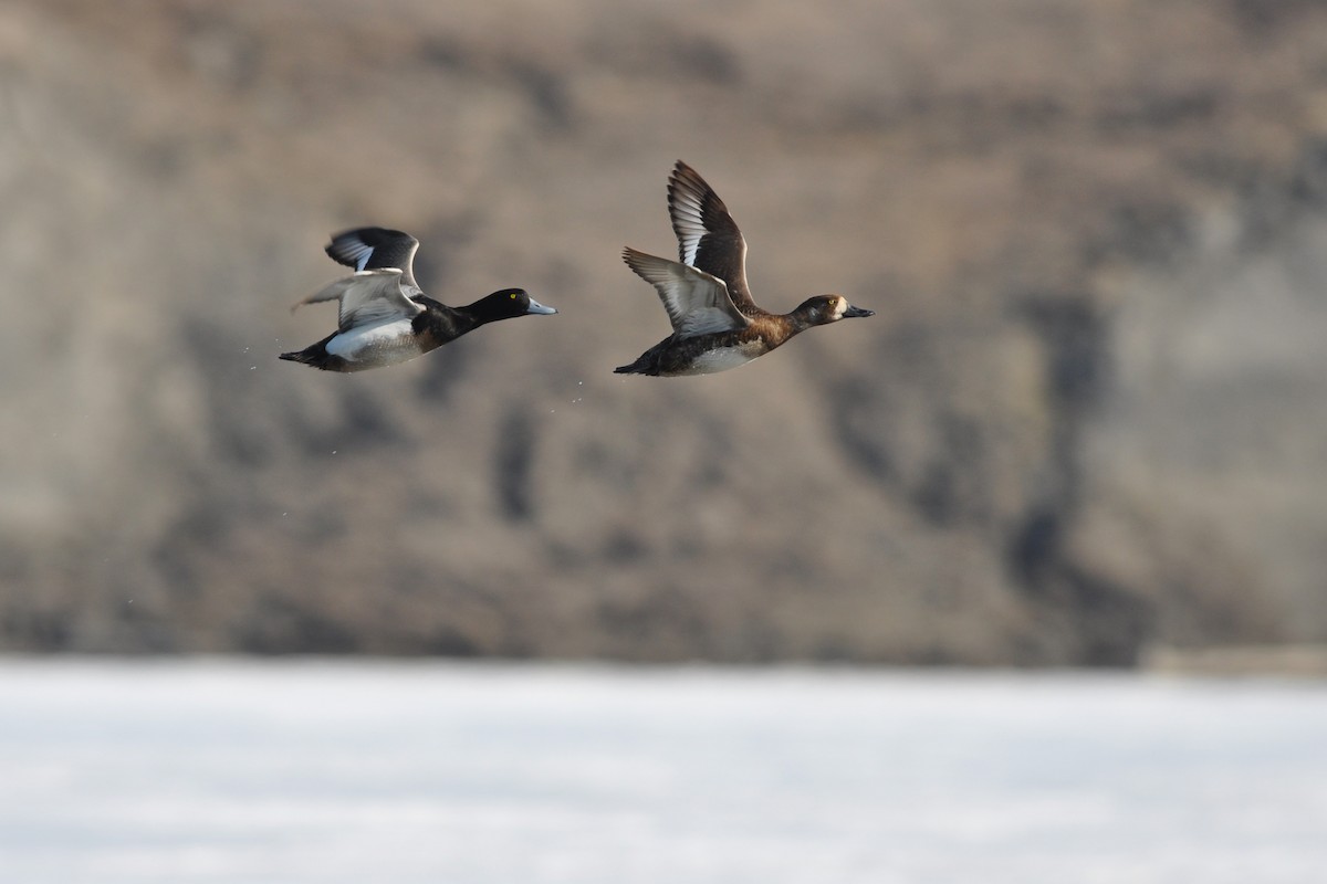 Greater Scaup - ML63302131