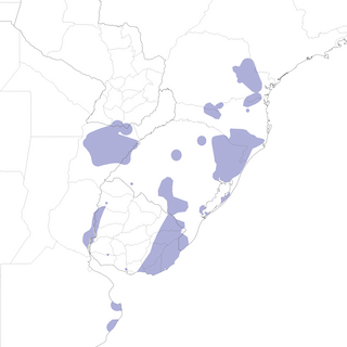 Distribution of the Black-and-white Monjita - Range Map