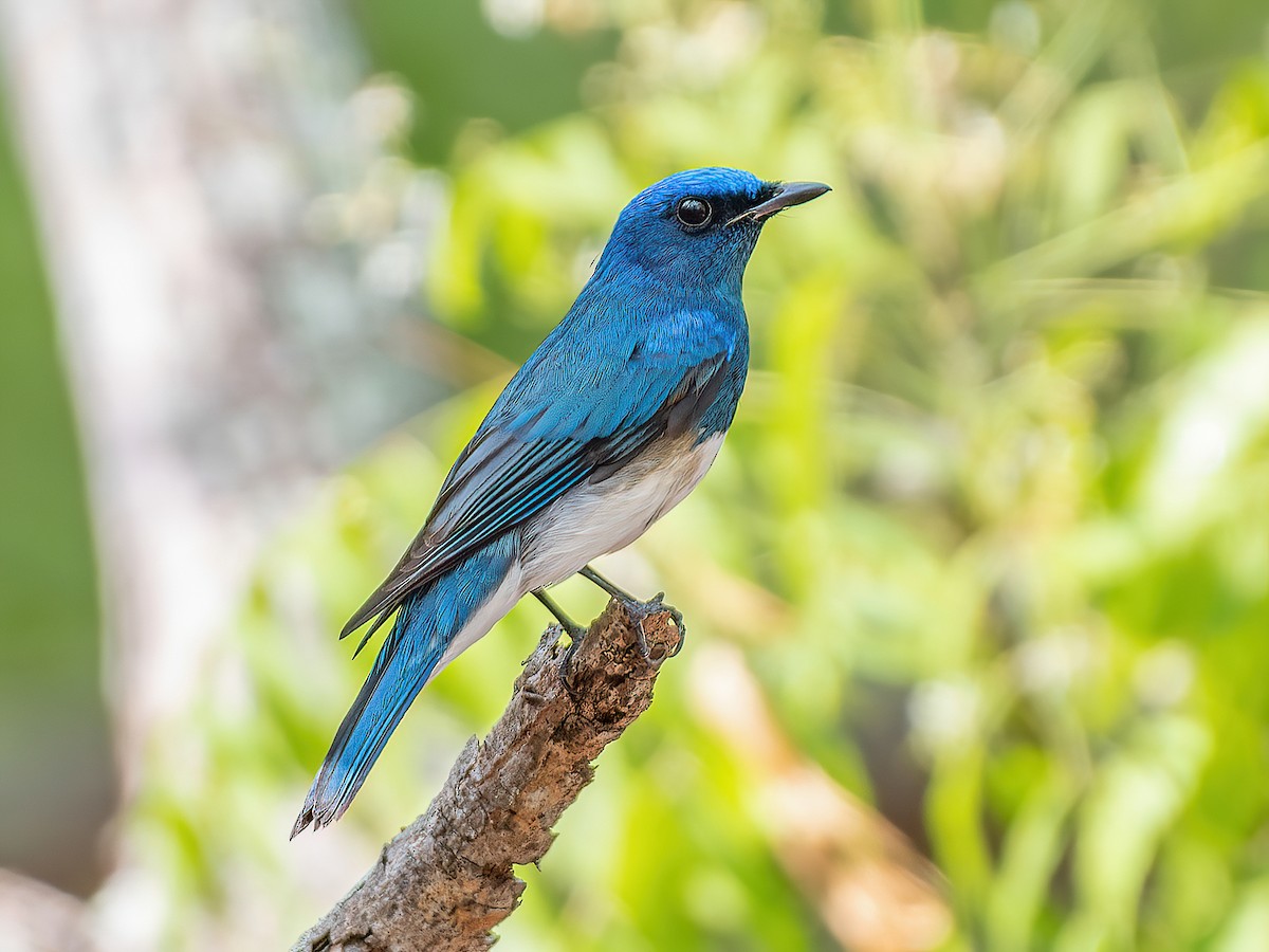 Zappey's Flycatcher - Cyanoptila cumatilis - Birds of the World