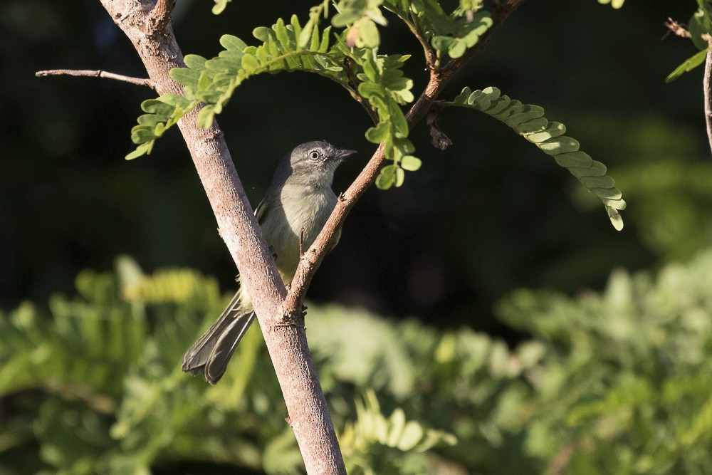 Slender-footed Tyrannulet - Silvia Faustino Linhares