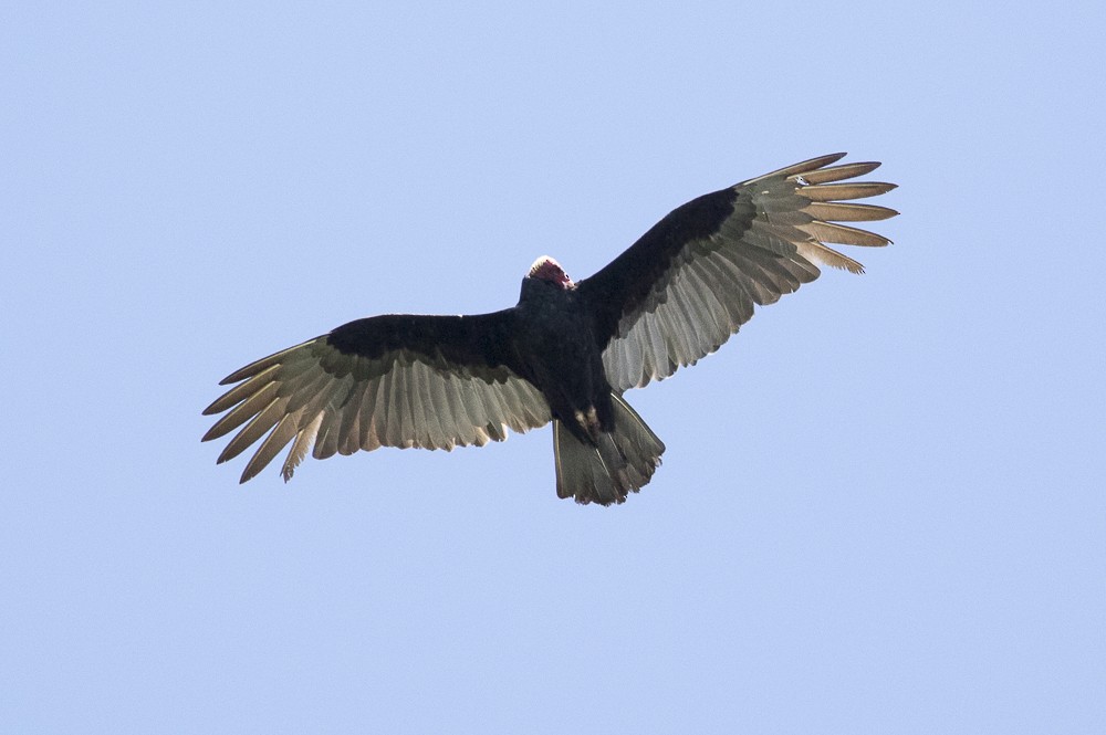 Turkey Vulture - ML63305161