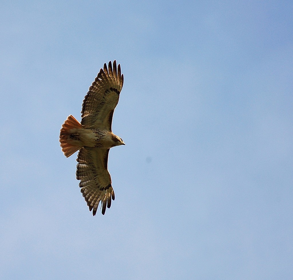 Red-tailed Hawk - ML63308971