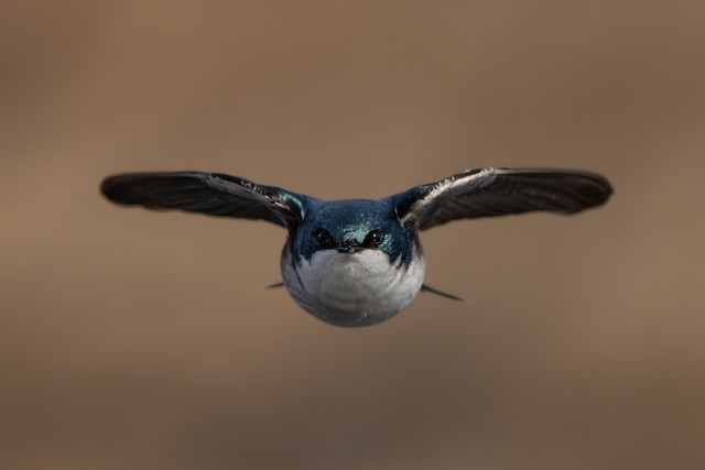 Tree Swallow ML633098775
