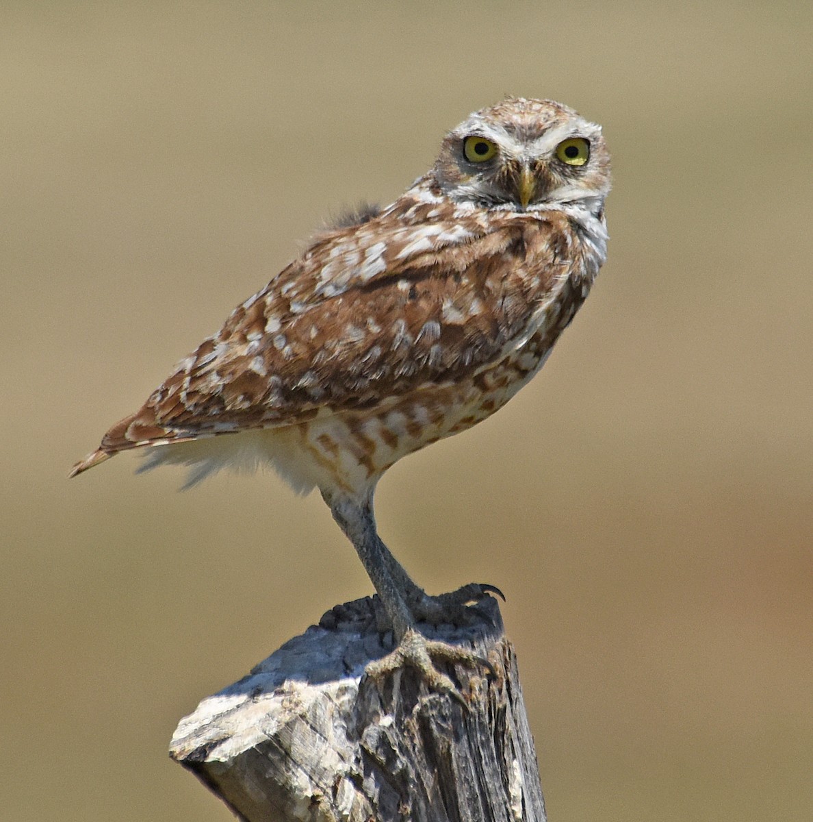 Burrowing Owl - ML63311161