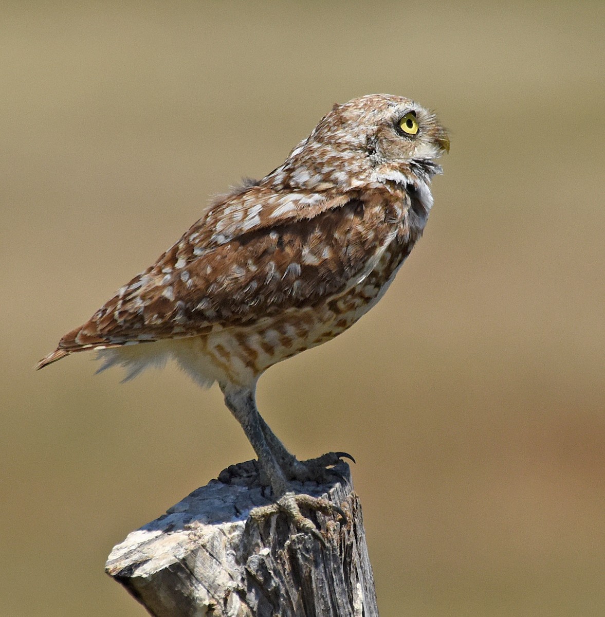 Burrowing Owl - ML63311171