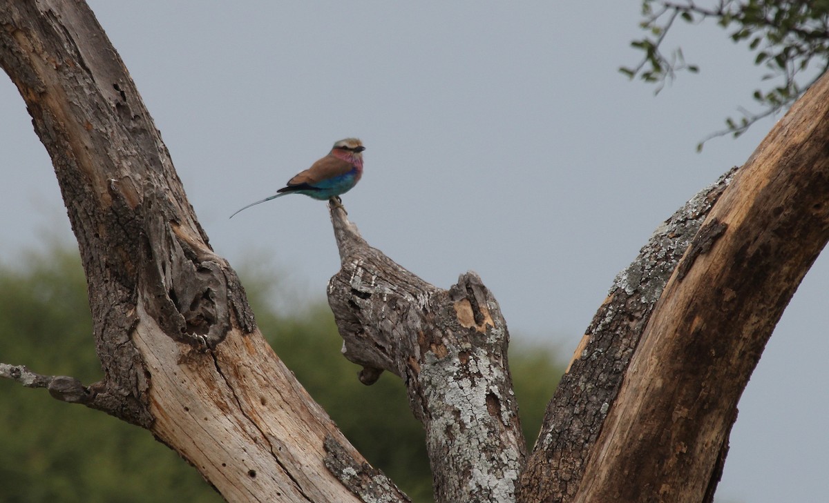 Lilac-breasted Roller - ML63311681