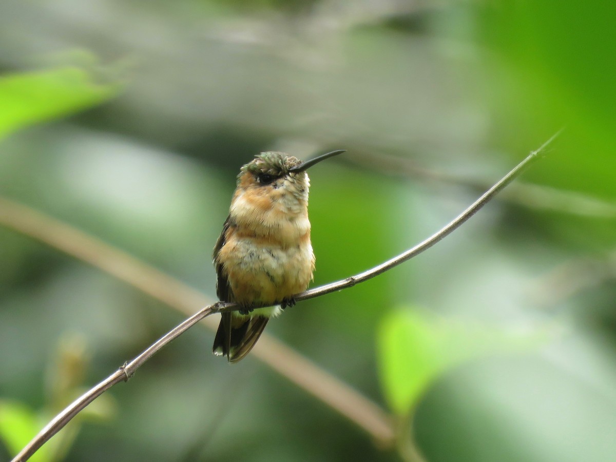 Sparkling-tailed Hummingbird - ML63312521