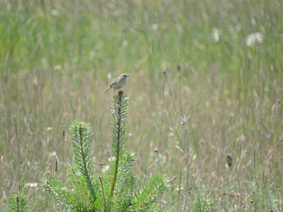 Grasshopper Sparrow - ML63313051