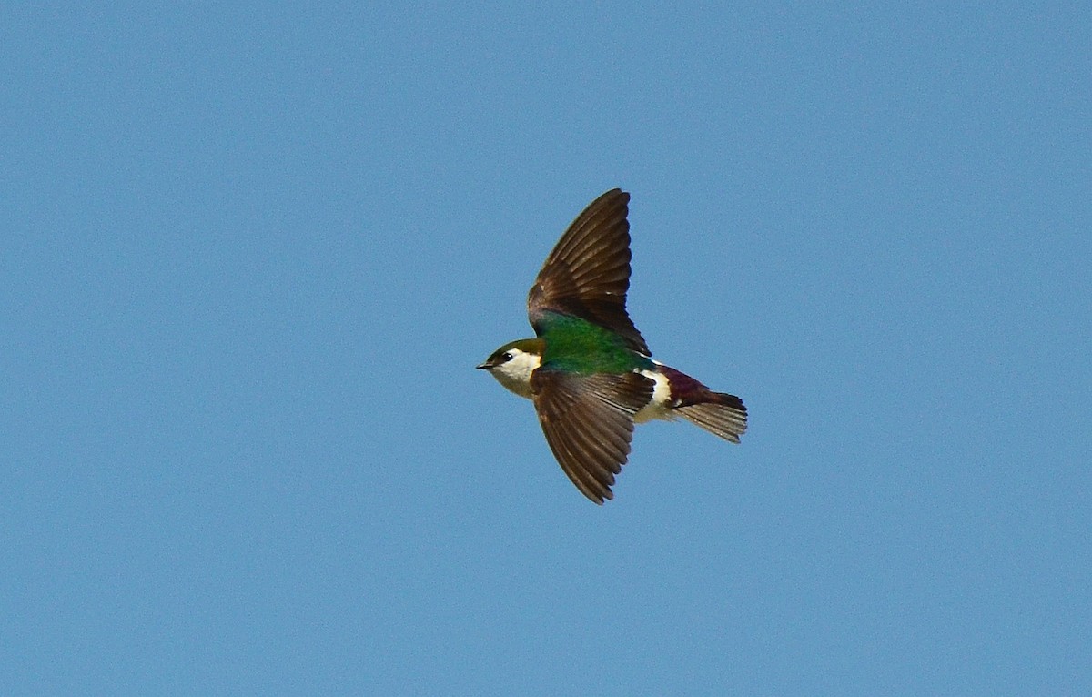Violet-green Swallow - Steve Tucker