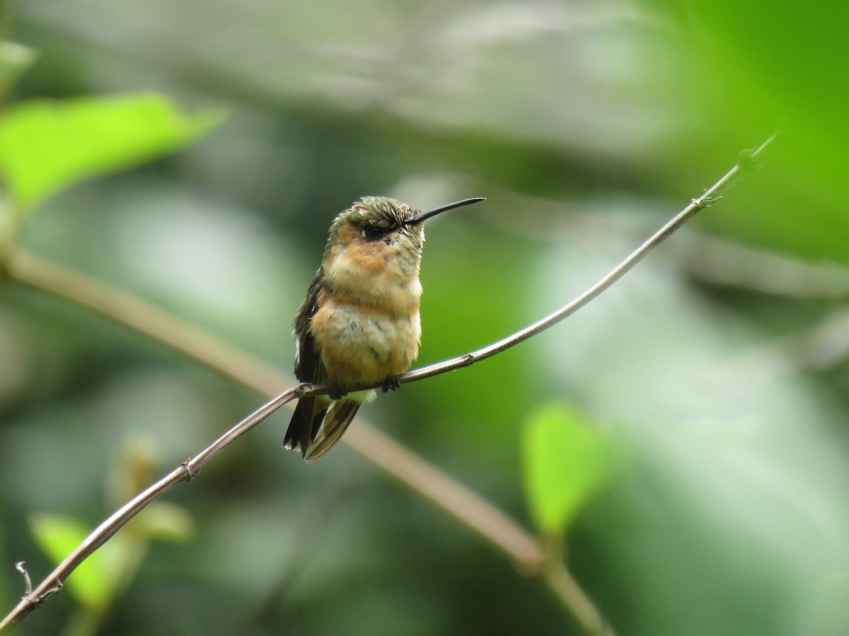 Sparkling-tailed Hummingbird - ML63313591