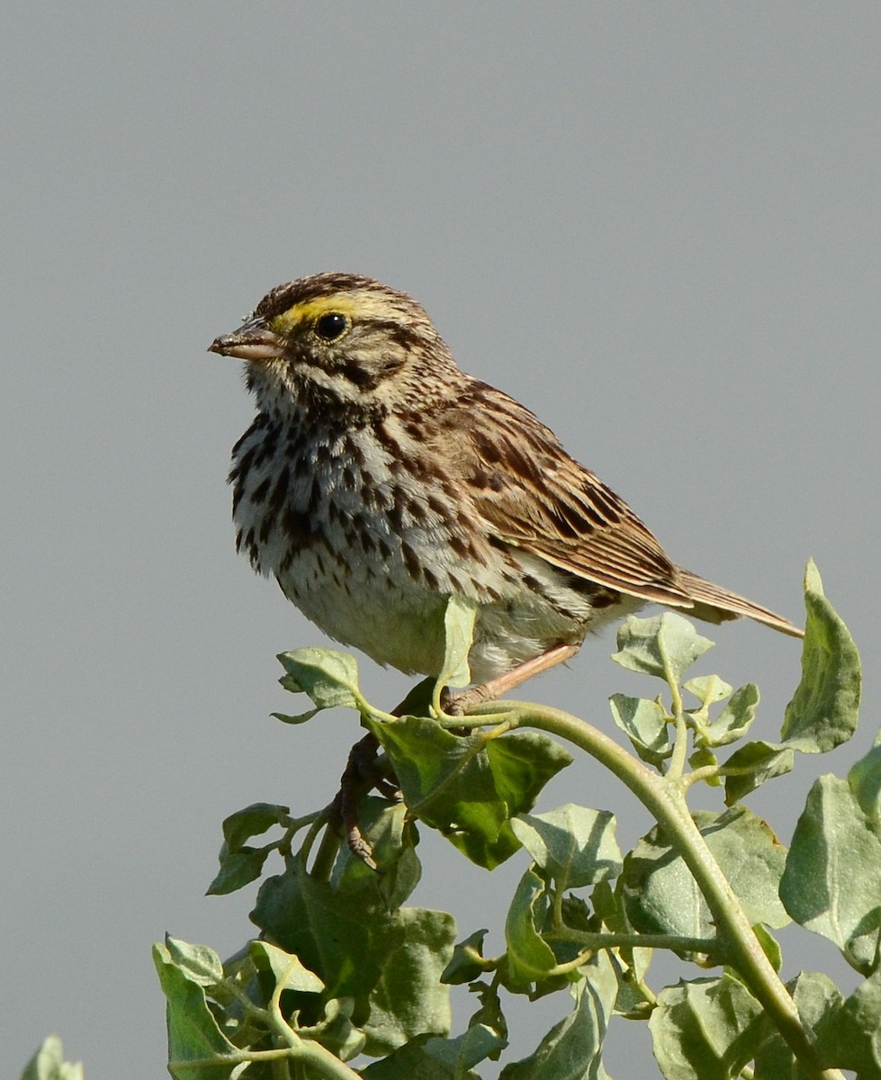 Savannah Sparrow - ML63314021